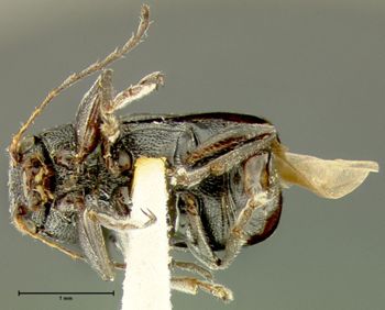 Media type: image;   Entomology 24939 Aspect: habitus ventral view